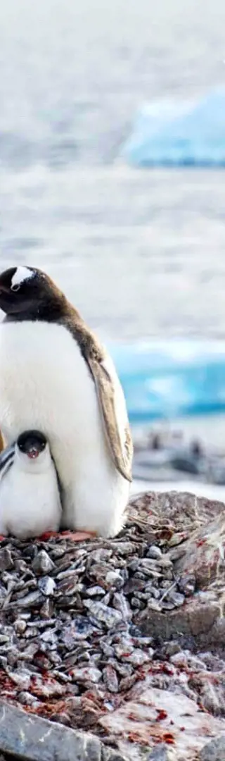 Pinguinkolonie auf Damoy Point – Dorian Bay